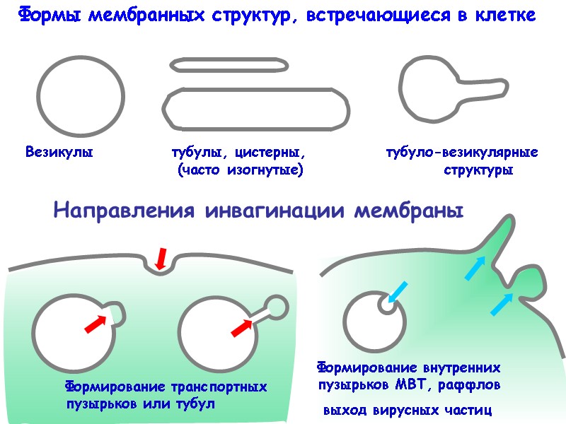 Направления инвагинации мембраны Формы мембранных структур, встречающиеся в клетке